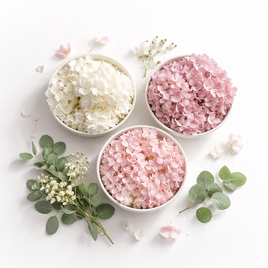 Focus sur les hortensias